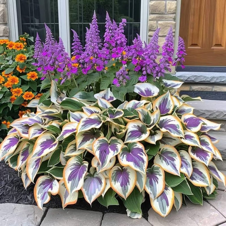 Paket Hosta Funkien Samen: Schöne Zierpflanzen für jeden Schattengarten, mehrjährig.