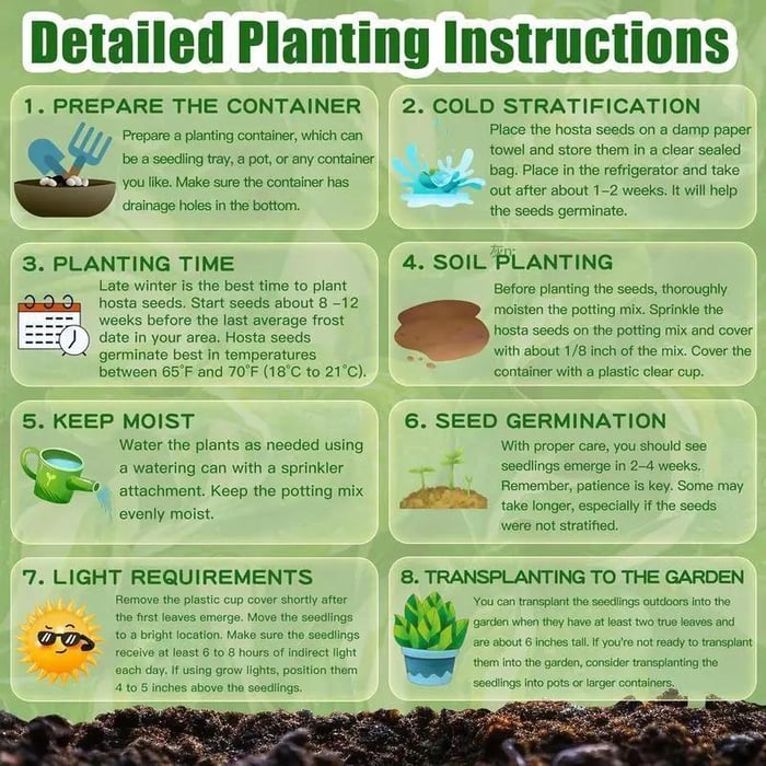 Hosta Funkien Samen: Attraktive Gartenpflanzen für schattige Standorte, pflegeleicht.