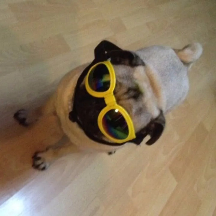 Blaue Hundegoggles mit UV-Schutz. Ideal für Outdoor-Aktivitäten. Komfortabler Augenschutz für Hunde.