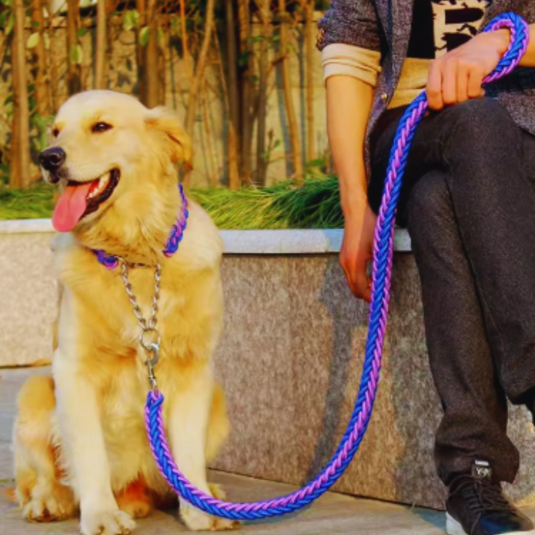 Robustes Nylon-Hundehalsband & Führleine Set für Training mittelgroßer bis großer Hunde.