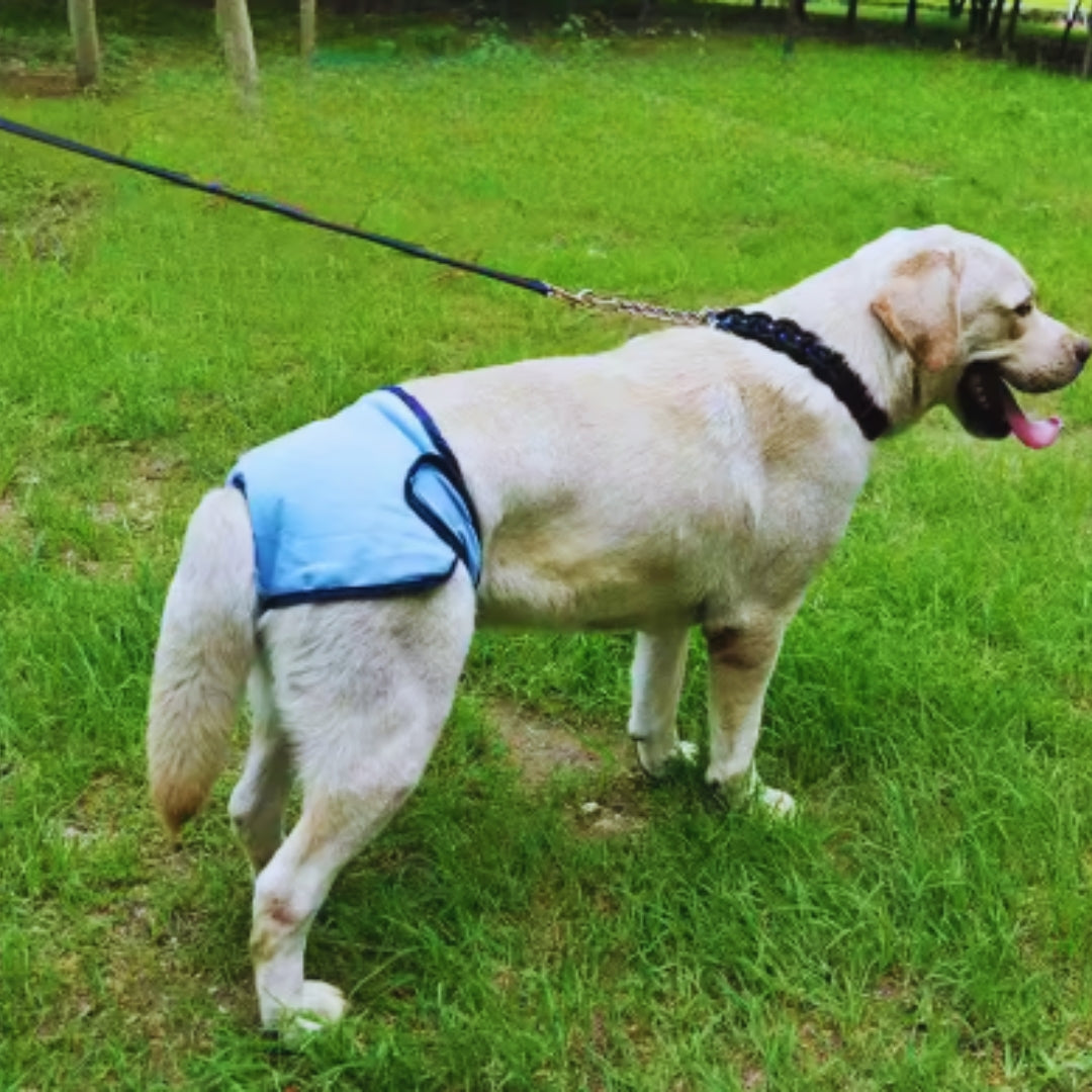 Waschbare Hundewindel für Rüden, blau, gegen Inkontinenz und Markieren, wiederverwendbar, hygienisch.
