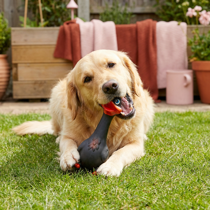 Sicheres und robustes Hundespielzeug aus Naturlatex, ideal für Kauer zur Zahnpflege.