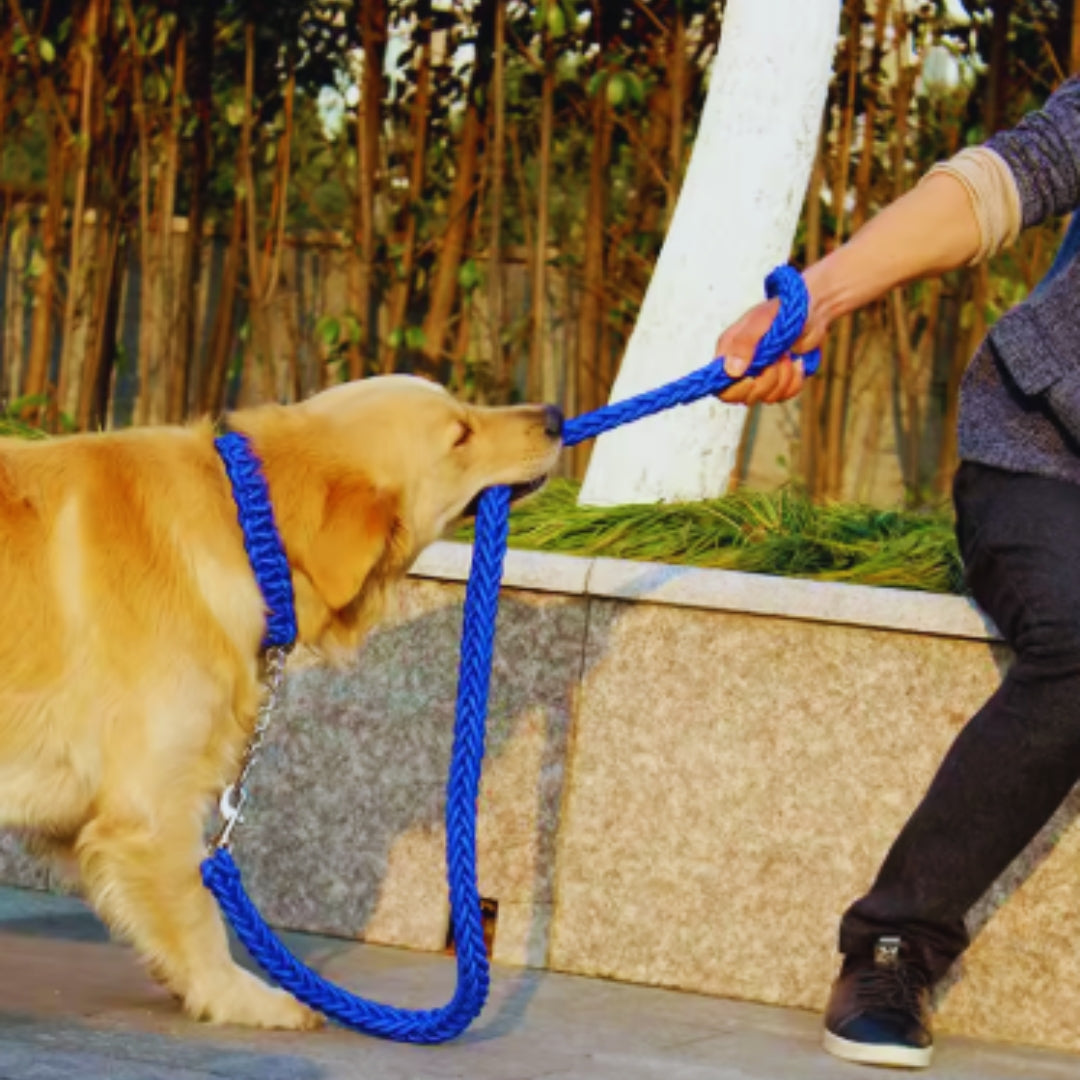 Reißfestes Nylon-Hundehalsband mit stabilem Metallglied, ideal für Training & große Hunde.