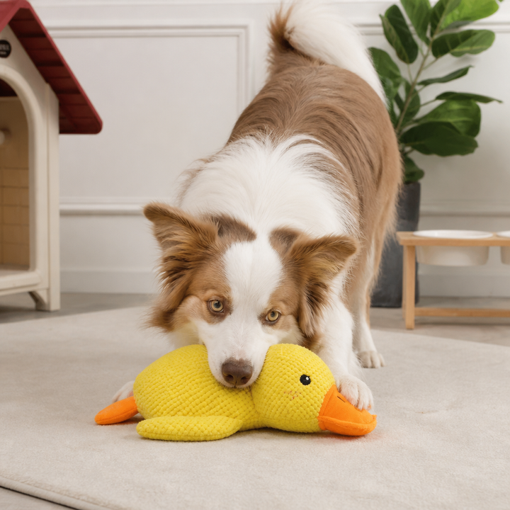 Beruhigendes Anti-Stress Enten-Plüschtier für Hunde. Weiches Quietsche-Spielzeug, perfekt für Welpen und ausgewachsene Hunde.
