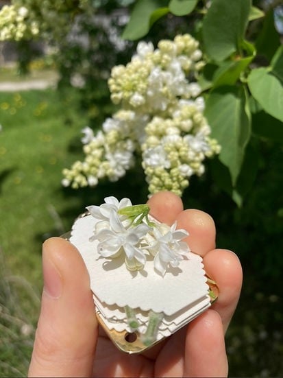 Praktische Mikro-Blumenpresse für Herbarium-Anfänger und Fortgeschrittene.