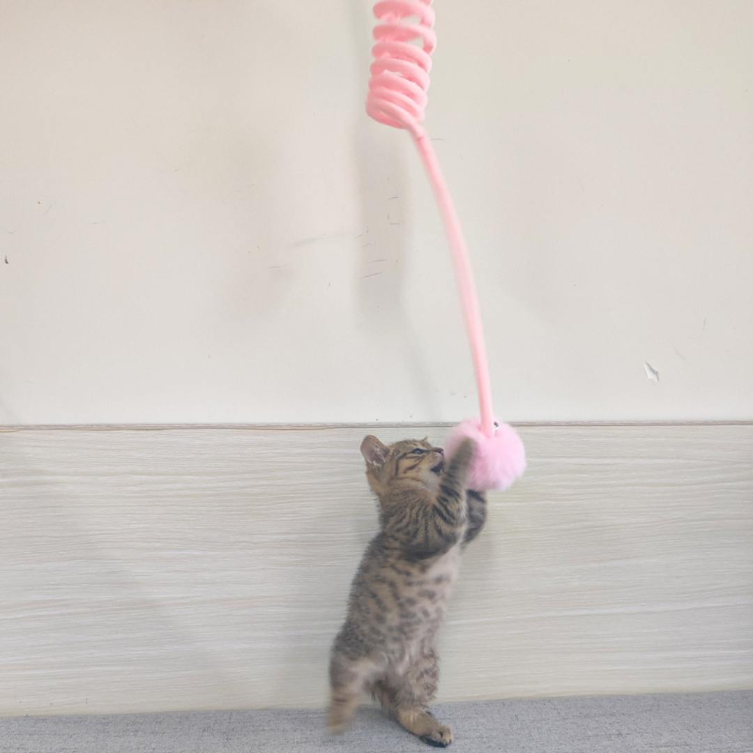Katzenspielzeug mit Gummiband: Ideales interaktives Zubehör gegen Langeweile & für Katzen Fitness.