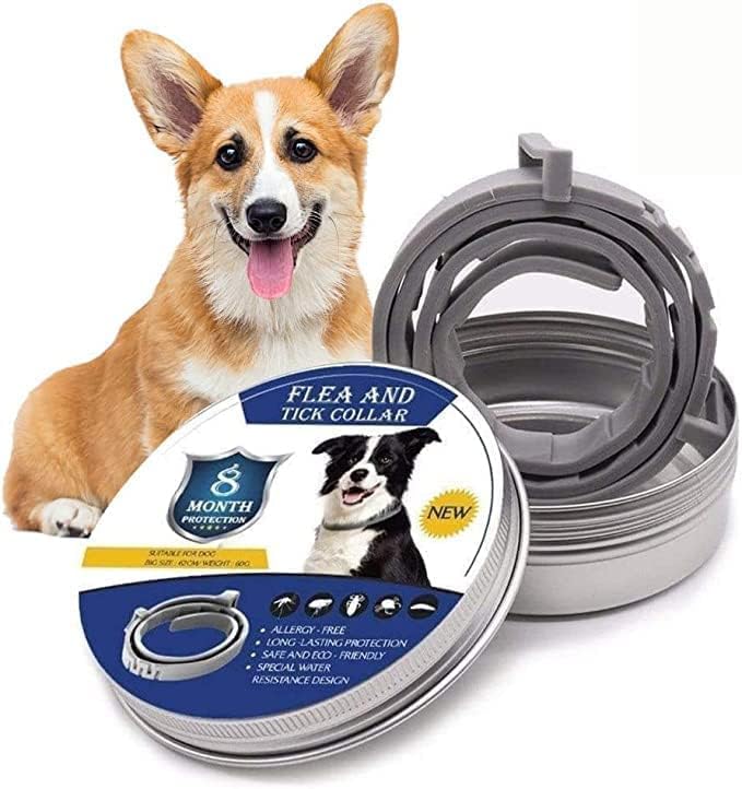 Glücklicher Hund trägt Zeckenschutz-Halsband beim Spielen. Wasserdichter Flohschutz für aktive Hunde.