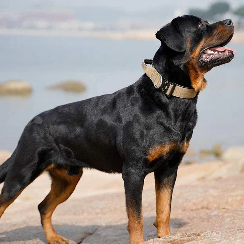 Detailansicht: Stabiler Kontrollgriff am taktischen Nylon-Hundehalsband für sicheres Hundetraining & Outdoor.