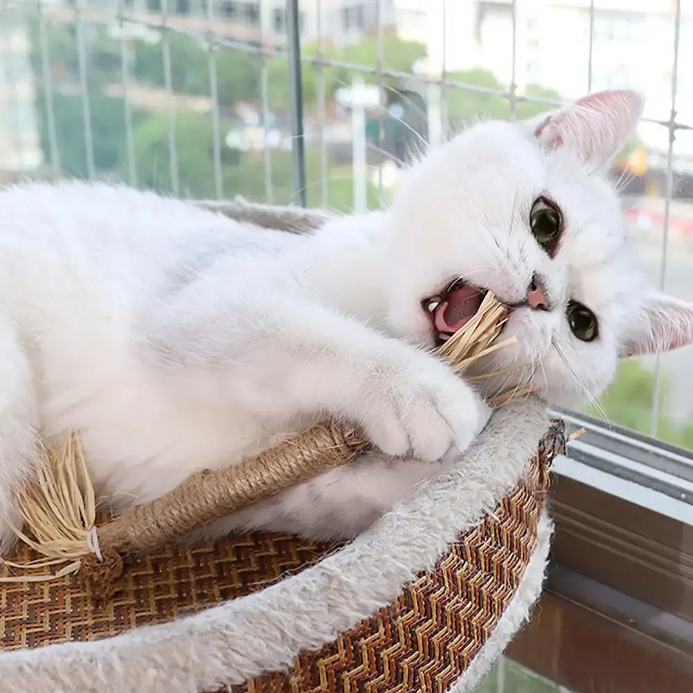 Gesunde Katzenzähne & frischer Atem dank Zahnreinigungs-Sticks. Ideale Ergänzung zur täglichen Katzenzahnpflege.
