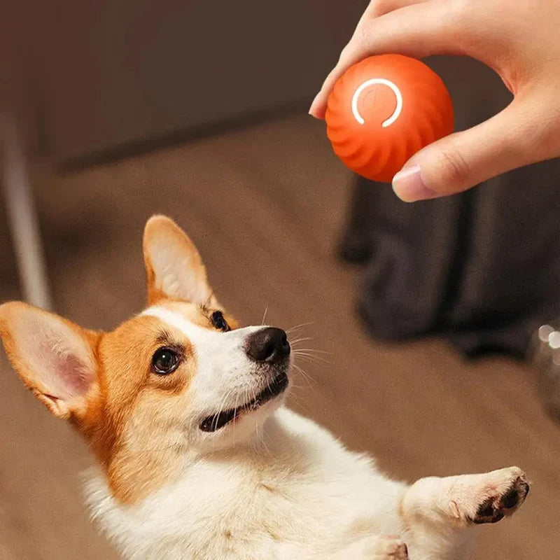 Automatisches interaktives Hundespielzeug als Rollball für aktive Hunde. Perfekt gegen Langeweile & zur Zahnpflege.