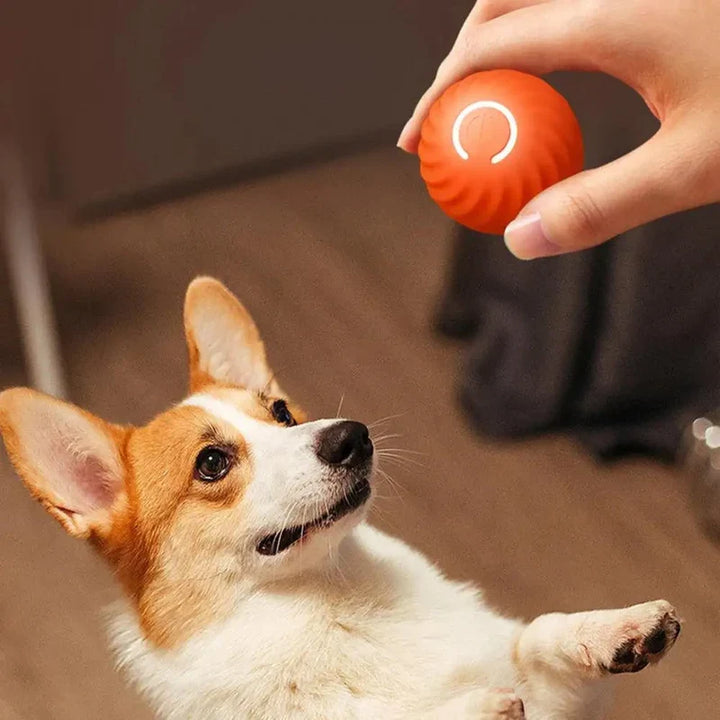 Automatisches interaktives Hundespielzeug als Rollball für aktive Hunde. Perfekt gegen Langeweile & zur Zahnpflege.
