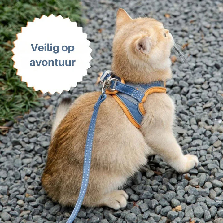 Elegantes Katzengeschirr, perfekt für Stadtausflüge; sicher, bequem und widerstandsfähig.