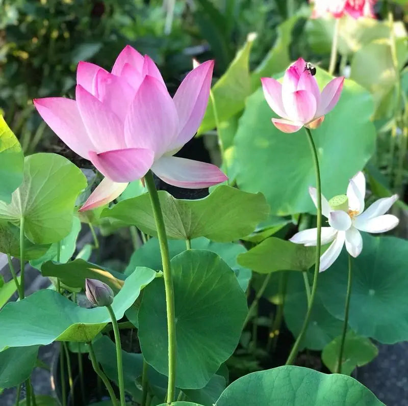 Lotus-Samen für prächtige Wasserpflanzen; verwandeln Sie Ihren Teich oder Ihre Wasserschale in eine Oase.