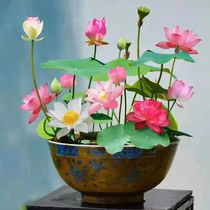 Hochkeimfähige Lotus-Samen für üppige Wasserpflanzen; ideal für Teich und dekorative Wasserschalen.