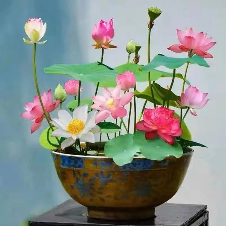 Hochkeimfähige Lotus-Samen für üppige Wasserpflanzen; ideal für Teich und dekorative Wasserschalen.