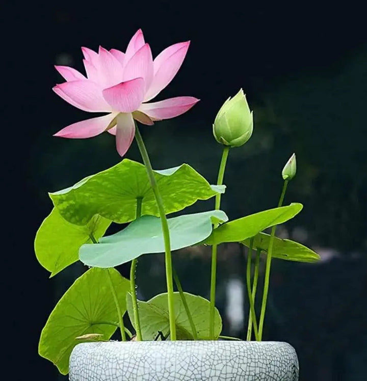 Nahaufnahme von robusten, mehrjährigen Lotus-Samen, bereit zur Anzucht von Teich- und Wasserpflanzen.