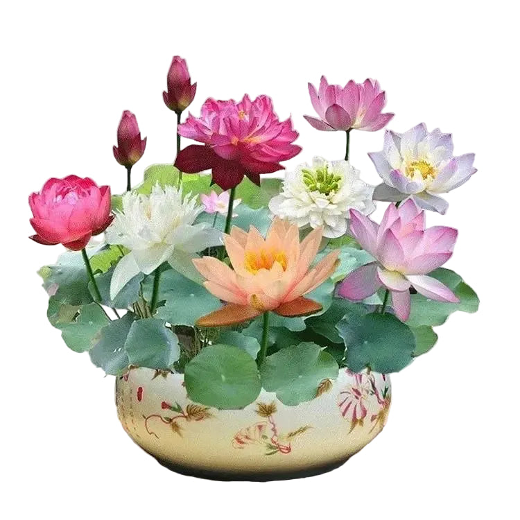 Mehrjährige Lotus-Samen für die Anzucht von Wasserpflanzen im Teich oder in der Wasserschale.