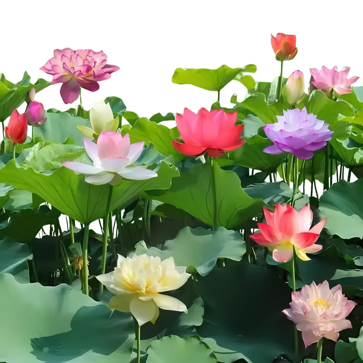 Dekorative Lotus-Samen für die Gestaltung meditativer Wasserlandschaften in Garten und auf Balkon.