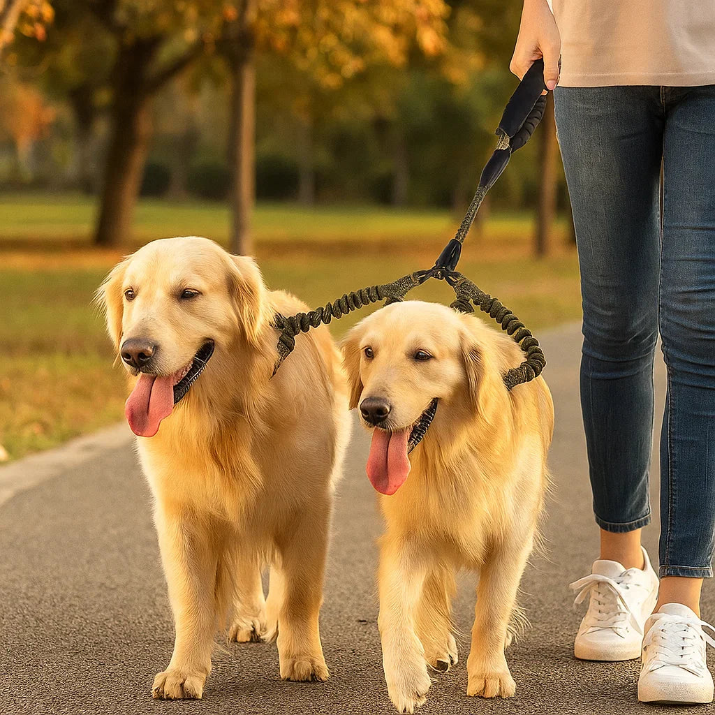 Hochwertige Doppel Hundeleine in kräftigem Blau, Anti-Verheddern Design für müheloses Gassi mit zwei Hunden.