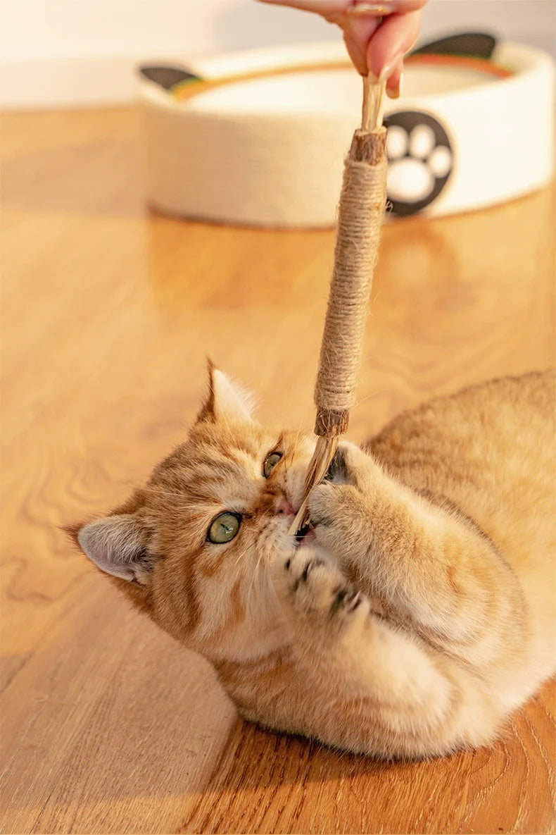 Katze kaut genüsslich auf einem Zahnreinigungsstick für natürliche Zahnpflege und frischen Atem.