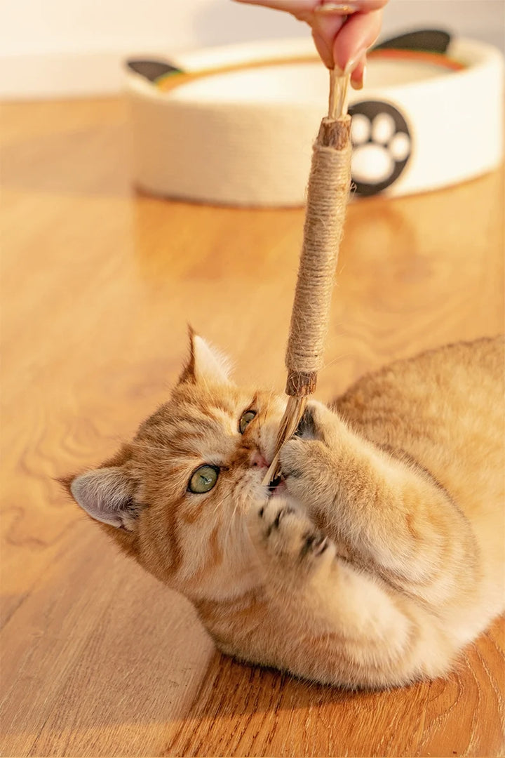 Katze kaut genüsslich auf einem Zahnreinigungsstick für natürliche Zahnpflege und frischen Atem.