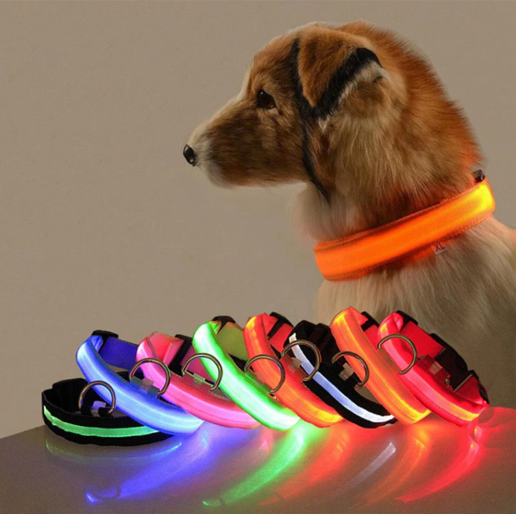 Wetterfestes LED-Hundehalsband, ideal für sichere Spaziergänge bei Dunkelheit. Erhöht die Sicherheit des Hundes.