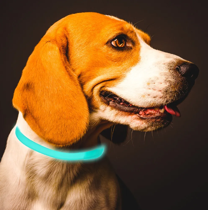 Leuchtendes Floh- & Zeckenhalsband für Katzen & Hunde. Bietet 8 Monate Schutz, wasserfest & hohe Sichtbarkeit.