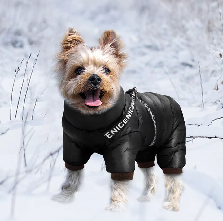 Ein Hund trägt einen warmen, wasserdichten Hundewintermantel mit integriertem Geschirr für kalte Tage.