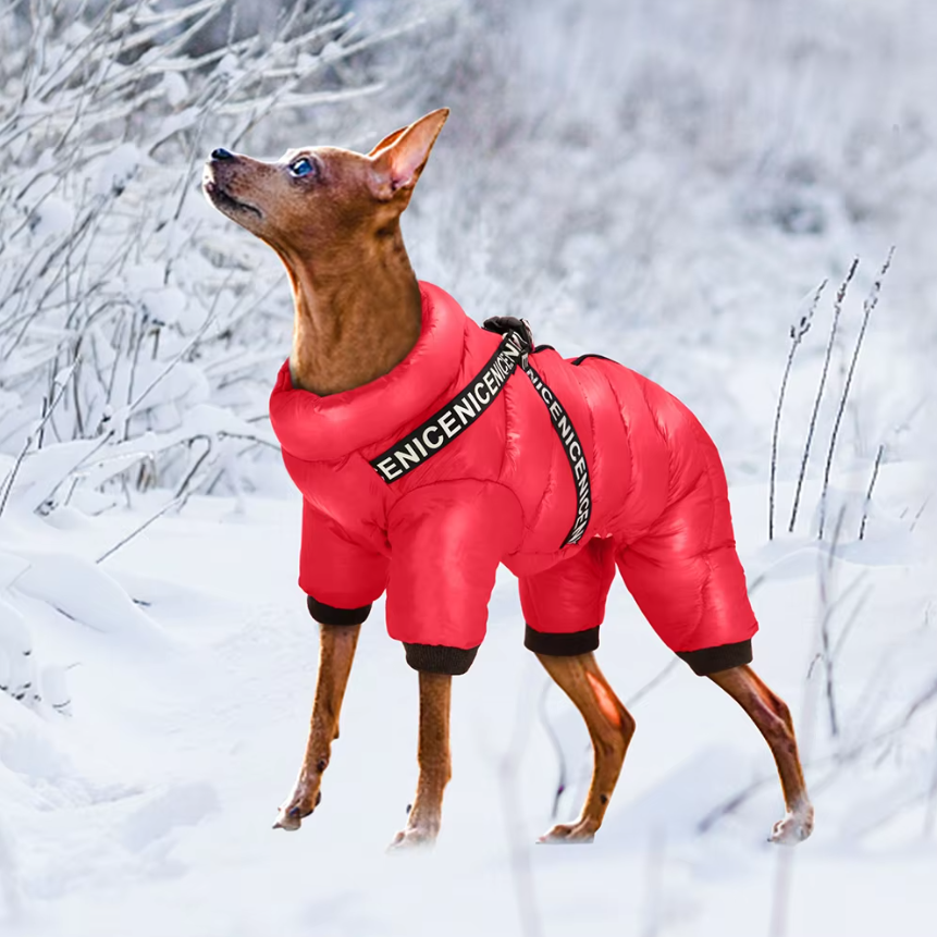Nahaufnahme eines Hundes im wasserdichten Hundemantel, perfekt für Regen und Schnee im Winter.