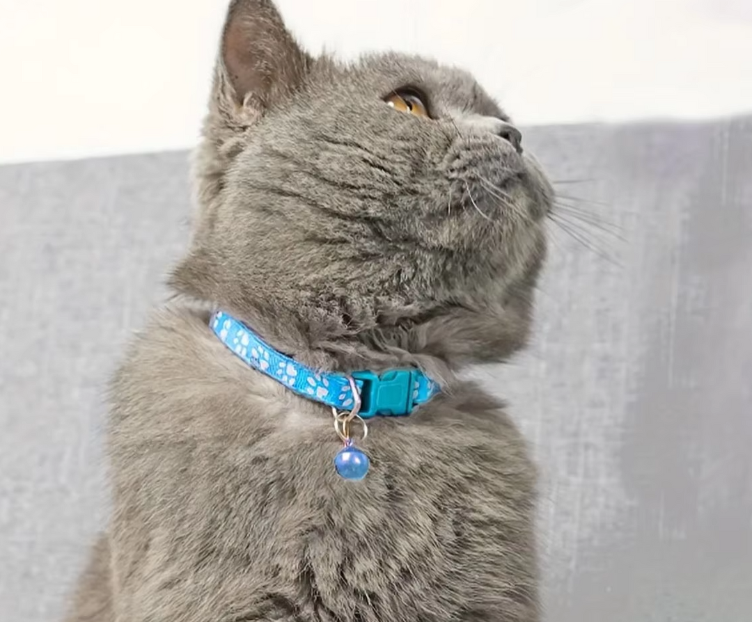 Verstellbares Katzenhalsband mit Glocke, sicherem Schnellverschluss & stylischem Pfotenmuster für Katzen.