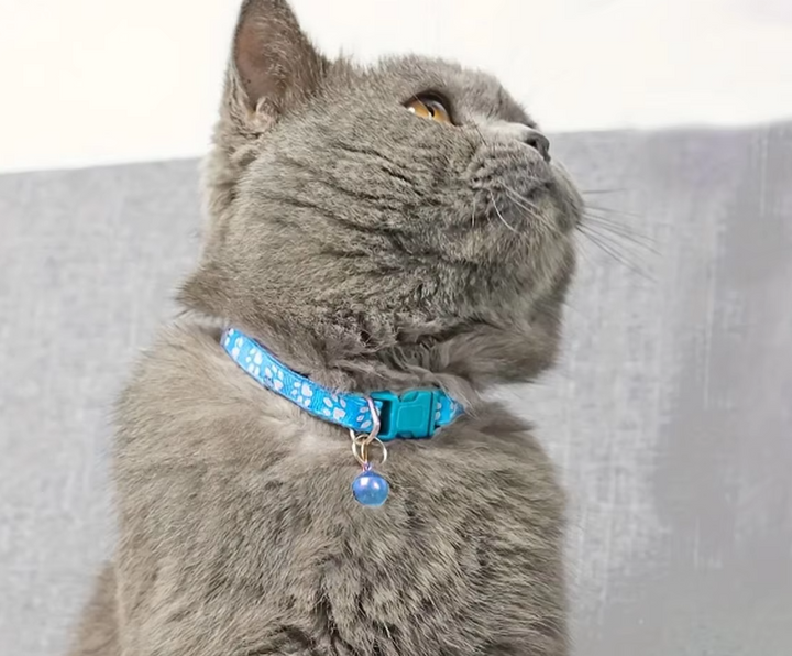 Verstellbares Katzenhalsband mit Glocke, sicherem Schnellverschluss & stylischem Pfotenmuster für Katzen.