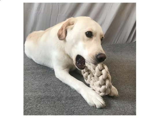 Hochwertiges Kauspielzeug für Hunde. Set mit Seilspielzeug & Kauartikeln für Zahnpflege & Welpen.