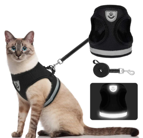 Hochwertiges Katzengeschirr und Leine Set, ideal für sichere Spaziergänge und Entdeckungstouren.