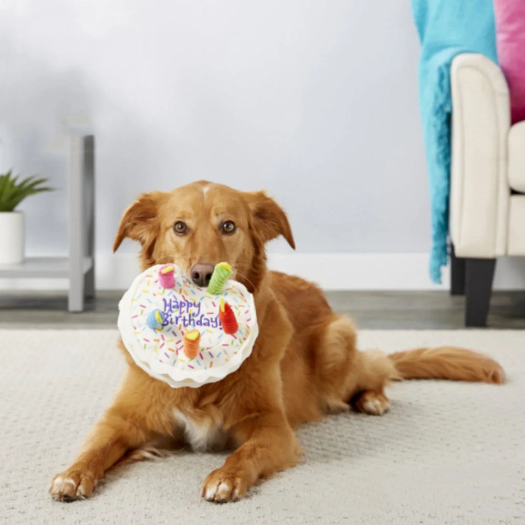 Farbenfroher Plüschkuchen als Hundespielzeug mit Quietscher. Ideal für den Hundegeburtstag und Spielspaß.