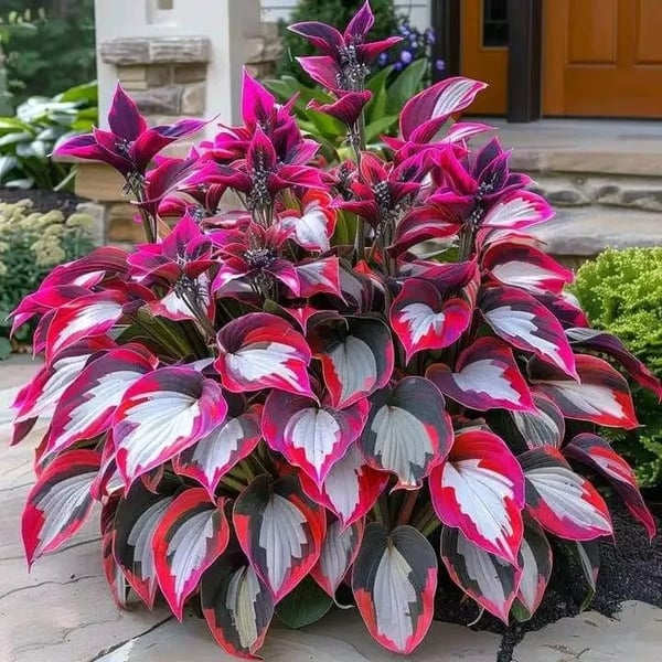 Hosta Samen, Zierpflanzen für pflegeleichten Blattschmuck im Schattengarten, winterhart.