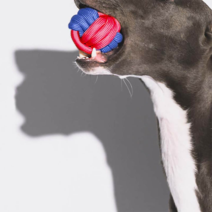 Interaktives Hundespielzeug-Set in leuchtenden Farben, robustes Kauspielzeug für lang anhaltenden Spielspaß.