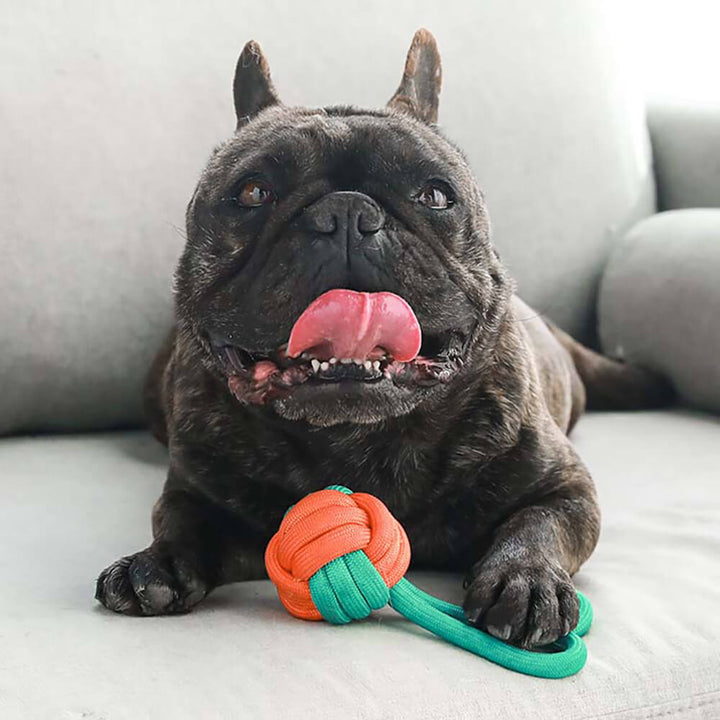 Buntes Hundespielzeug-Set aus widerstandsfähigem Seil, ideal für Zahnpflege und interaktive Spiele.
