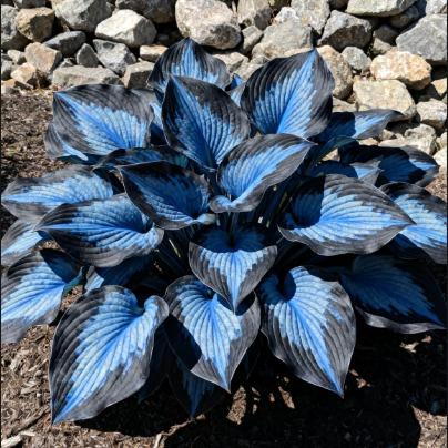 Pflanzensamen Hosta: Perfekt für schattige Gartenbereiche und üppigen Blattschmuck.