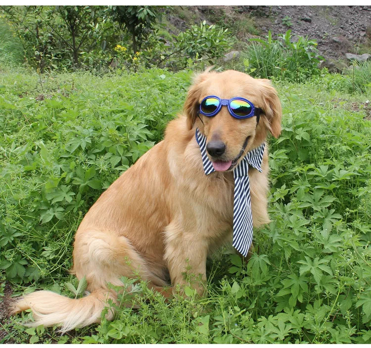 Grüne Hundegoggles. Optimaler Augenschutz und UV-Schutz für Hunde. Perfekt für Spaziergänge und Reisen.