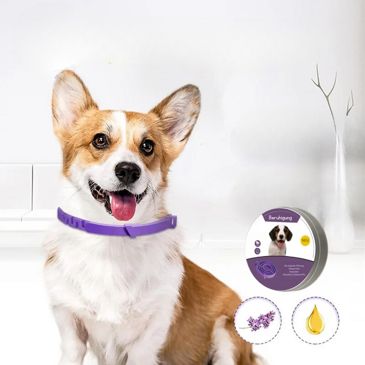 Katze mit Pheromon Beruhigungs-Halsband. Effektive Anti-Stress-Lösung für mehr Entspannung bei Verhaltensproblemen.