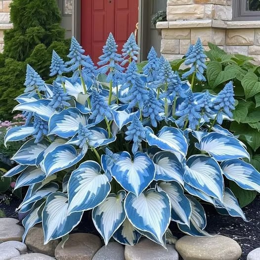 Winterharte Hosta Funkien Samen, für dichte Gartenbepflanzung mit attraktivem Blattschmuck.