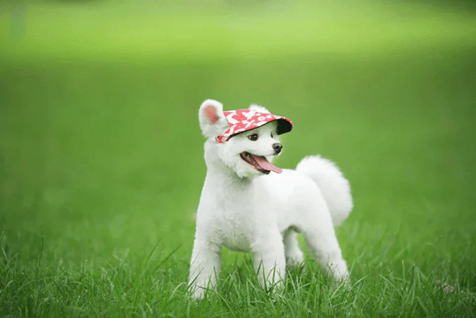 Grüne Hunde-Kappe, verstellbar, UV-Schutz für Kopf & Augen, perfektes Hundezubehör für kleine Rassen.