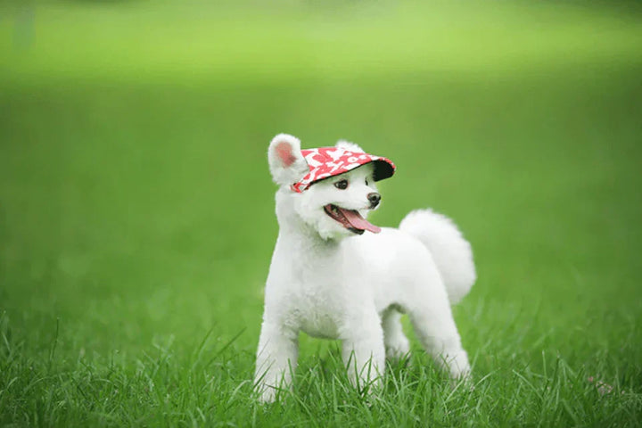 Grüne Hunde-Kappe, verstellbar, UV-Schutz für Kopf & Augen, perfektes Hundezubehör für kleine Rassen.