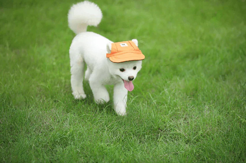 Stilvolle graue Hundekappe, robust, bequemer Sonnenschutz, Haustier Mode für mittelgroße Vierbeiner.