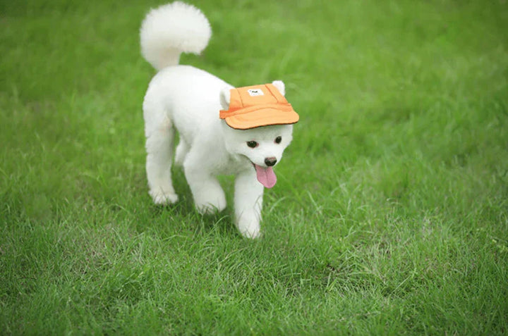 Stilvolle graue Hundekappe, robust, bequemer Sonnenschutz, Haustier Mode für mittelgroße Vierbeiner.