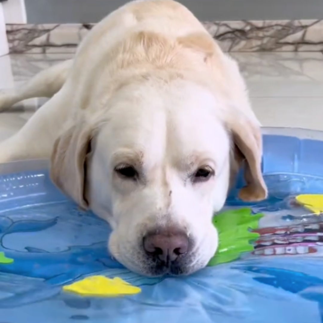Interaktive Kühlmatte für Hunde, blau, als Wasserspielzeug & bequemes Hundebett. Ideal für Abkühlung im Sommer.