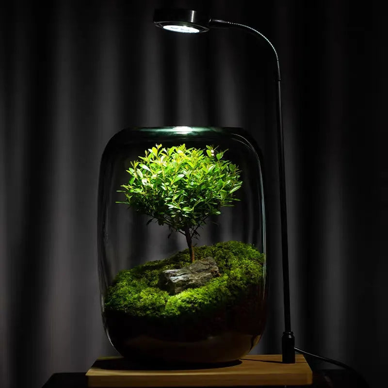 Transparente Glasvase als modernes Terrarium für kleine Pflanzen. Perfekt als Wohnaccessoire und Zuhause Deko.