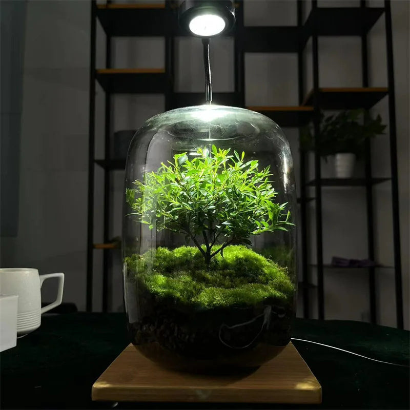 Dekorative Glasvase für Miniaturlandschaften, Sukkulenten oder kleine Pflanzen. Eine schöne Geschenkidee und Deko.