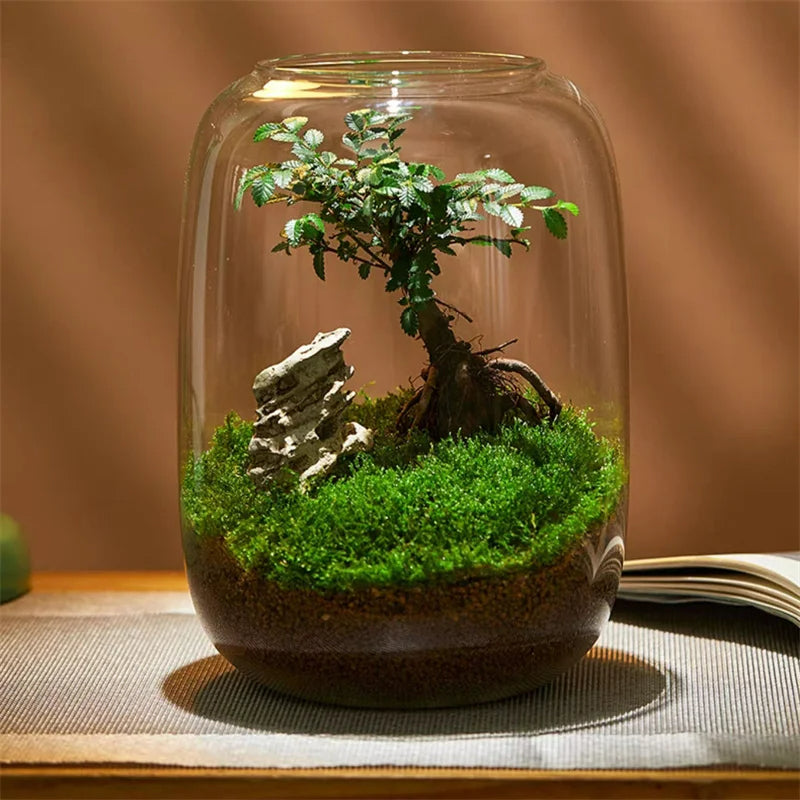 Moderne Glasvase, vielseitig als Wohnaccessoire für Pflanzen oder Miniaturlandschaften. Ideal für jede Inneneinrichtung.