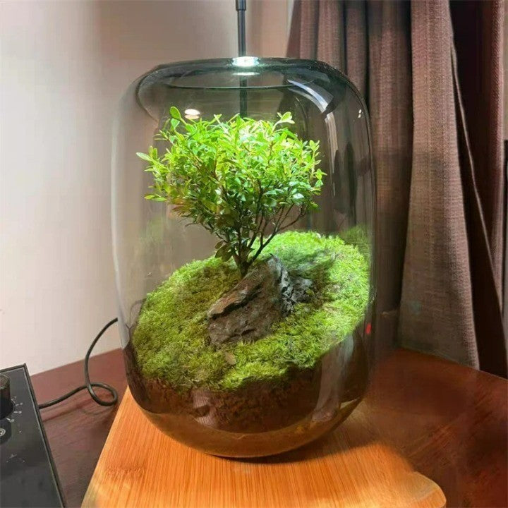 Dekorative Glasvase für Miniaturlandschaften und Pflanzen. Perfekt als elegante Zuhause Deko und Tischschmuck.